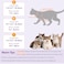 SUNFURA Cat Recovery Suit Kitten Surgical Full Bodysuit for Abdominal Wound Protector Anti Licking After Surgery Professional Bandages Cone ECollar Alternative for Small Male Female Pets