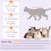SUNFURA Cat Recovery Suit Kitten Surgical Full Bodysuit for Abdominal Wound Protector Anti Licking After Surgery Professional Bandages Cone ECollar Alternative for Small Male Female Pets