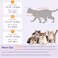 SUNFURA Cat Recovery Suit Kitten Surgical Full Bodysuit for Abdominal Wound Protector Anti Licking After Surgery Professional Bandages Cone ECollar Alternative for Small Male Female Pets