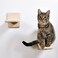 Clyairmao 2 PCS Wooden Cat Wall Shelves Climber SpaceSaving Indoor Cat Steps with Hammock Natural Solid Wood 2 PCS