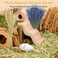 Fhiny Natural Hamster Bedding Mate Edible Hamster Sprays Flowers Herbs Gerbil Habitat Enclosure Decor Grain Treats Cage Accessories for Dwarf Syrian Hamster Gerbil Degus Lemming Mice