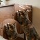 LAMINET The Original Deluxe Cat Wall Scratch Shield Protect Your Walls with Our Deluxe HeavyDuty Flexible Cat Scratch Shield 32L x 16W INCHES