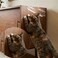 LAMINET The Original Deluxe Cat Wall Scratch Shield Protect Your Walls with Our Deluxe HeavyDuty Flexible Cat Scratch Shield 32L x 16W INCHES