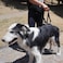 AGON Canine Dog Sling Carrier Support Back Legs Hip Knee Hock Joint Harness to Help Lift Dogs Rear Aid and Old K9 Cruciate Small Black