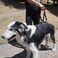 AGON Canine Dog Sling Carrier Support Back Legs Hip Knee Hock Joint Harness to Help Lift Dogs Rear Aid and Old K9 Cruciate Small Black