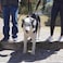 AGON Canine Dog Sling Carrier Support Back Legs Hip Knee Hock Joint Harness to Help Lift Dogs Rear Aid and Old K9 Cruciate Small Black