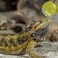 Koomduk 6 Pack Bearded Dragon Toys Balls BellBearded Dragon AccessoriesFit for Lizard Small Reptile Habitat Terrarium Tank