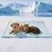 BECEMURU Dog Cooling Mat QMAX046 Thickened Breathable Cold Pad for Summer Active Dog 36x23 Portable Washable Kennel Crate Pet Bed Rapid Cooling Durable NonGel Blue