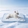 petfelix Dog Cooling Mat Scratch Resistant Stain Resistant QMAX05 Dog Cooling Pad for Medium Dogs Self Cooling Mat for Dogs No Water or Electricity Needed Blue Medium 26x20