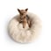 UnHide Floof Pet Bed Small 23 x 8 Extra Soft Dog Bed Removable Faux Fur Cover Machine Washable Helps Ease Pet Anxiety Provides the Perfect Sleep Beige Bear