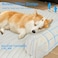 Wn's Day Wns Day Luxurious Dog Couch Bed Washable Calming Dog Couch Cover Removable Couch Protector for Dogs Waterproof Sofa Bed Pet Bed Mats for Couch Pet Couch Covers for SofaWhite XXL