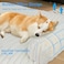 Wn's Day Wns Day Luxurious Dog Couch Bed Washable Calming Dog Couch Cover Removable Couch Protector for Dogs Waterproof Sofa Bed Pet Bed Mats for Couch Pet Couch Covers for SofaWhite XXL