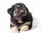 Langjitianya St Bernard Rescue Barrel CollarSaint Bernard Barrel Collar for Small Dogmini Keg with Adjustable Hoops for Pet S