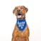 Tees & Birthday Boy with Cupcake Dog Pawdy Celebration Printed Dog Bandana Royal OS 214