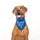 Tees & Birthday Boy with Cupcake Dog Pawdy Celebration Printed Dog Bandana Royal OS 214