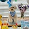 PICKUPIK Dog First Birthday Bandana and Hat Set for Boy Party Supplies for Puppy