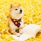 E-Clover EClover Fall Dog Bandana Scrunchie Set Thanksgiving Pet Scarf Kerchief Bibs for Medium Large Dogs Maple Leaves