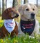 EechicSpace Welcome Home Daddy Dog Bandana Military Scarf for Small Medium Large Dogs