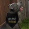 GRAPHICS & GRAPHICS MORE Be Kind Im Blind Dog Pet Bandana Black