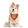 ZPPRJF Its My Gotcha Day Triangle Dog Scarf Orange Funny Cute for Small to Large Dogs