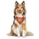 ZPPRJF Its My Gotcha Day Triangle Dog Scarf Orange Funny Cute for Small to Large Dogs