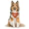 ZPPRJF Its My Gotcha Day Triangle Dog Scarf Orange Funny Cute for Small to Large Dogs