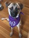 Tees &amp; Just Adopted Dog Bandana 20 Red One Size