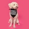 Tees & My Parents are Getting Married Printed Dog Bandana 58 Navy OS