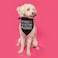 Tees & My Parents are Getting Married Printed Dog Bandana 58 Navy OS