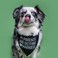 Tees &amp; My Parents are Getting Married Printed Dog Bandana Assorted Colors