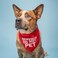Tees & Nervous Do Not Pet Dog Bandana Royal OS 156