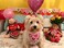BoomBone Valentines Day Dog Bandana 2 Pack Triangle Bibs Pet Scarf for Medium Large Dogs