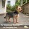 ADITYNA ExtraSmall Leather Dog Collar for XS Dogs Classic Soft Strong Heavy Duty Handmade TopGrain Leather for Walking Training and Hiking