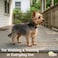 ADITYNA ExtraSmall Leather Dog Collar for XS Dogs Classic Soft Strong Heavy Duty Handmade TopGrain Leather for Walking Training and Hiking