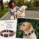 ADITYNA Heavy Duty Leather Dog Collar for Medium Dogs Soft and Strong Collar for Walking Training Hiking and Running Medium Fit 13 20 Neck Brown