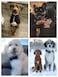 Aring pet ARING PET Bowtie Dog CollarVelvet Dog Collars with Removable Bowtie Christmas Adorable Dog Collar Small