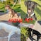 Aring pet ARING PET Dog Collar and Leash Velvet Dog Collar and Leash Set Soft Comfy Adjustable Collars for Dogs