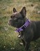 AUBELL Reflective Tactical Dog CollarAdjustable Military Heavy Duty K9 Collars with Handle and Quick Release Metal Buckle Great for Extra Large Dogs with Airtag Case and 2 Patches PurpleXL