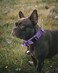 AUBELL Reflective Tactical Dog CollarAdjustable Military Heavy Duty K9 Collars with Handle and Quick Release Metal Buckle Great for Extra Large Dogs with Airtag Case and 2 Patches PurpleXL