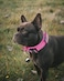 AUBELL Reflective Tactical Dog CollarAdjustable Military Heavy Duty K9 Collars with Handle and Quick Release Metal Buckle Great for Large Dogs with Airtag Case and 2 Patches PinkL