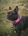 AUBELL Reflective Tactical Dog CollarAdjustable Military Heavy Duty K9 Collars with Handle and Quick Release Metal Buckle Great for Medium Dogs with Airtag Case and 2 Patches PinkM