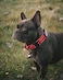 AUBELL Reflective Tactical Dog CollarAdjustable Military Heavy Duty K9 Collars with Handle and Quick Release Metal Buckle Great for Medium Dogs with Airtag Case and 2 Patches RedM