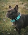 AUBELL Reflective Tactical Dog CollarAdjustable Military Heavy Duty K9 Collars with Handle and Quick Release Metal Buckle Great for Medium Dogs with Airtag Case and 2 Patches TealM