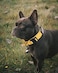 AUBELL Reflective Tactical Dog CollarAdjustable Military Heavy Duty K9 Collars with Handle and Quick Release Metal Buckle Great for Medium Dogs with Airtag Case and 2 Patches YellowM