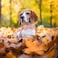 Babole Pet Fall Dog Collar with Bow Tie Thanksgiving Orange Red Plaid Dog Collars Adjustable Cotton Metal Buckle Bowtie Collar for Small Medium Large Boy Girl Dogs S