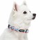 Blueberry Pet Mountain Climbing Fun Adjustable Dog Collar Large Neck 1826
