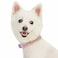 Blueberry Pet Sparkling Rhinestone Adjustable Dog Collar with Metal Buckle Lavender Neck 17205 for Large Breed