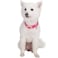 Blueberry Pet The Most Coveted Designer Mixed Metallic Thread Adjustable Dog Collar in Dazzling Rose Pink with Metal Buckle Neck 17205 for Large Breed