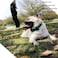 Pipidog Bow Tie Dog Collar Cute Plaid Sturdy Soft MaterialLeather Dog Collars for Small Medium Large Dogs Breed Puppies Adjustable 12 Colors and 3 Sizes Green Plaid S 1014