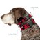 Buckle-Down BuckleDown Minnie Mouse Silhouette RedBlackPolka Dot Plastic Clip Collar Large1526
